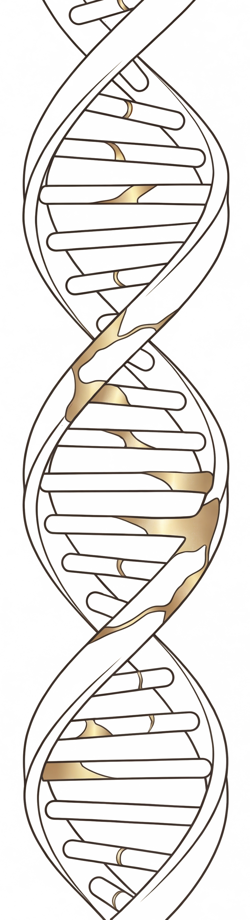 Helix graphic representing Restore phase
